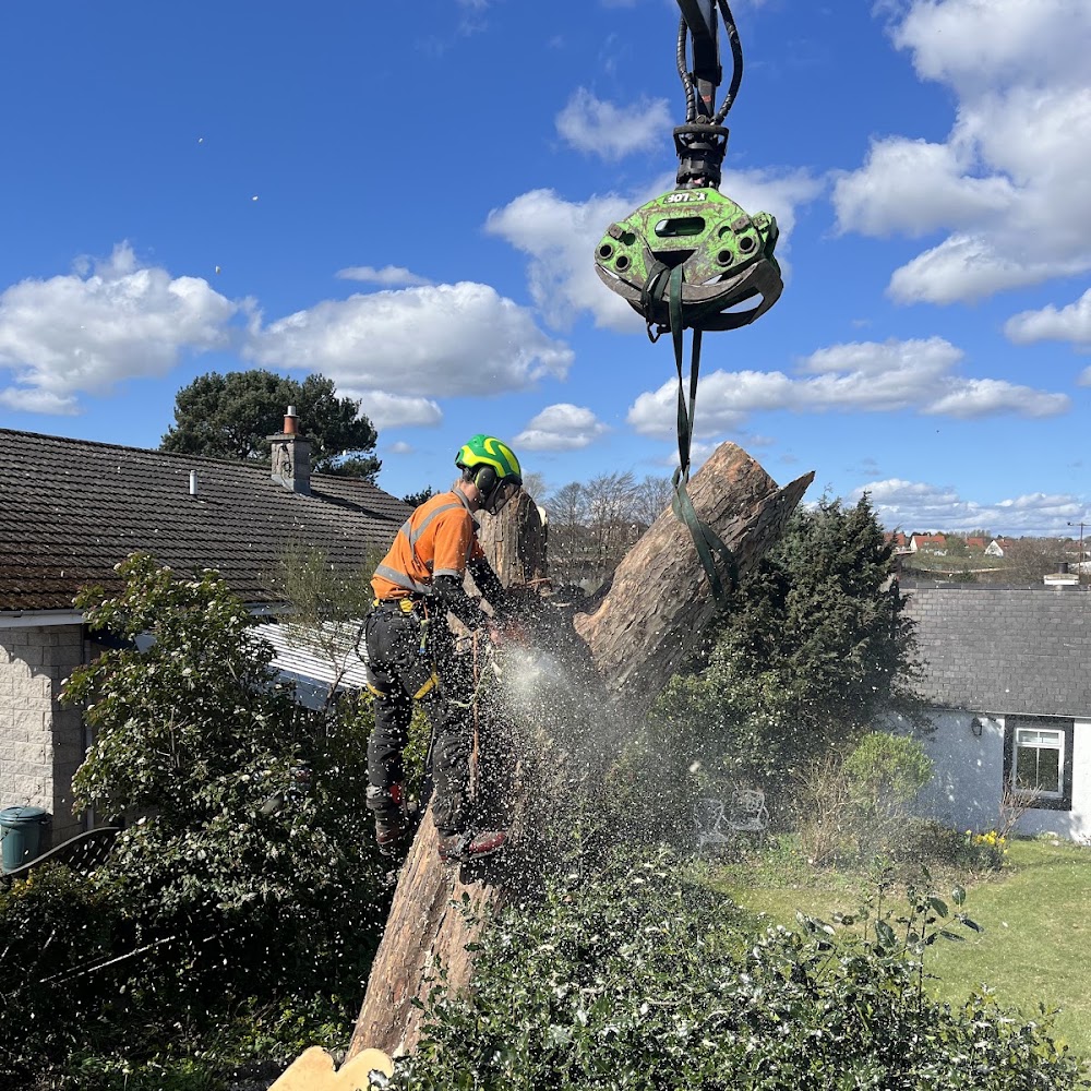 MJ Findlay Tree Surgery