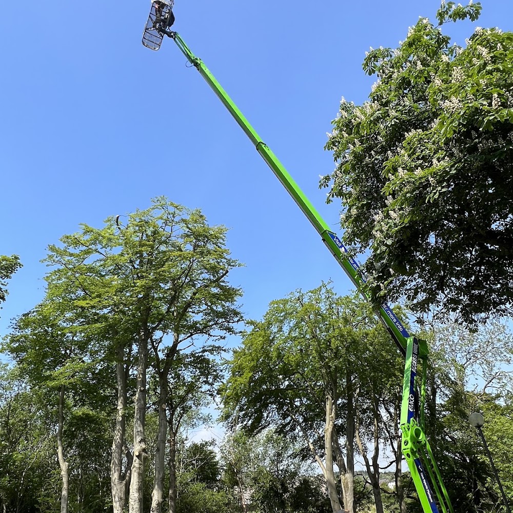 Aberdeen Area Tree Surgeons
