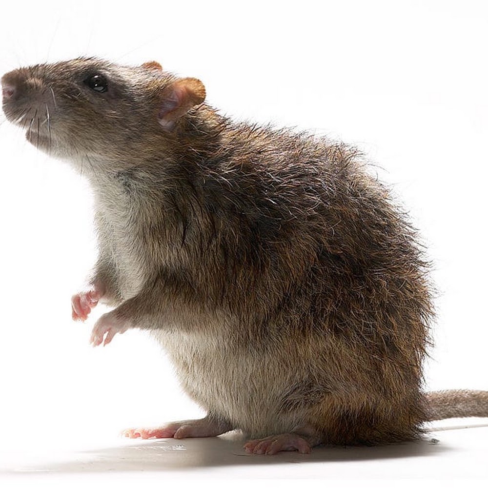 North East Scotland pest control