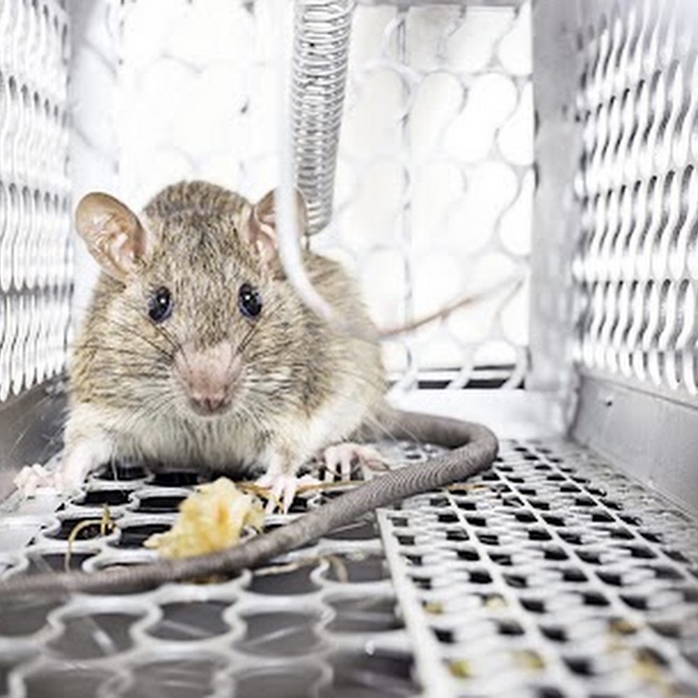 Rapid Response Pest Control