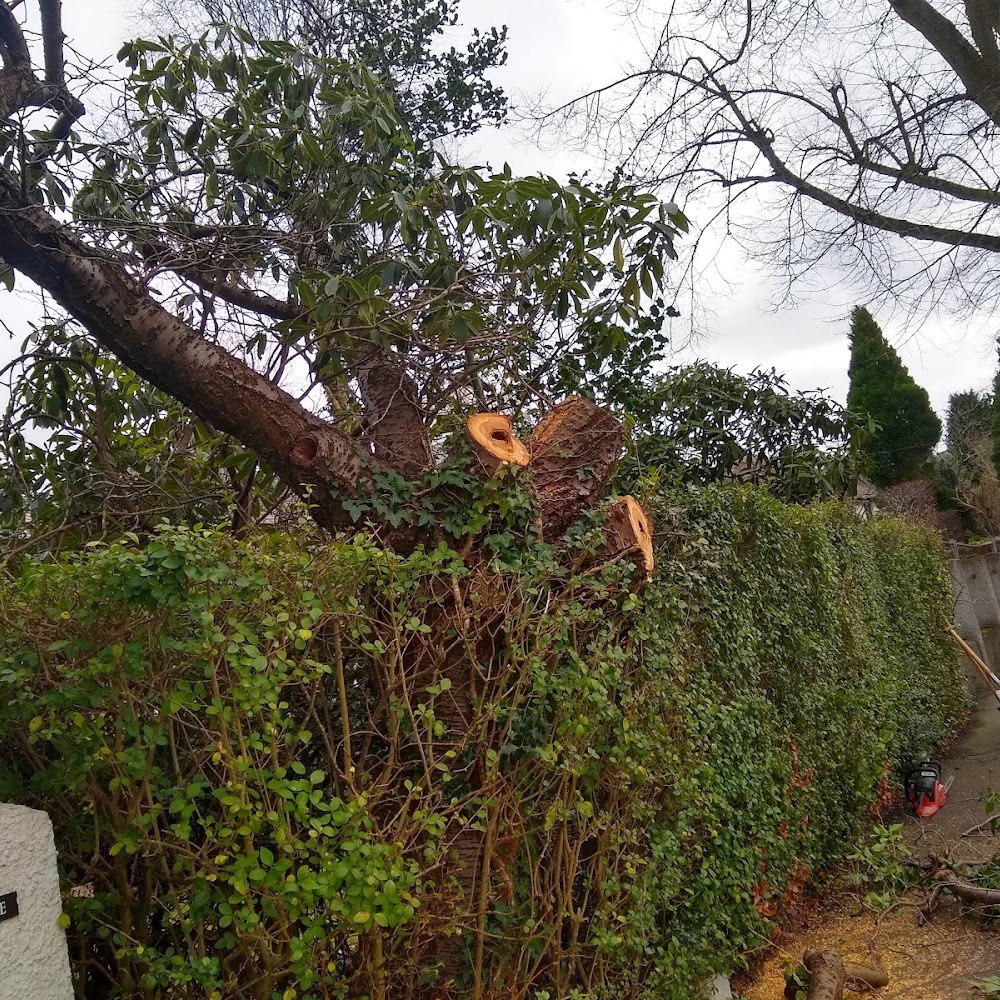 Belfast Tree & Garden Services - Pruned /Topped/Removed