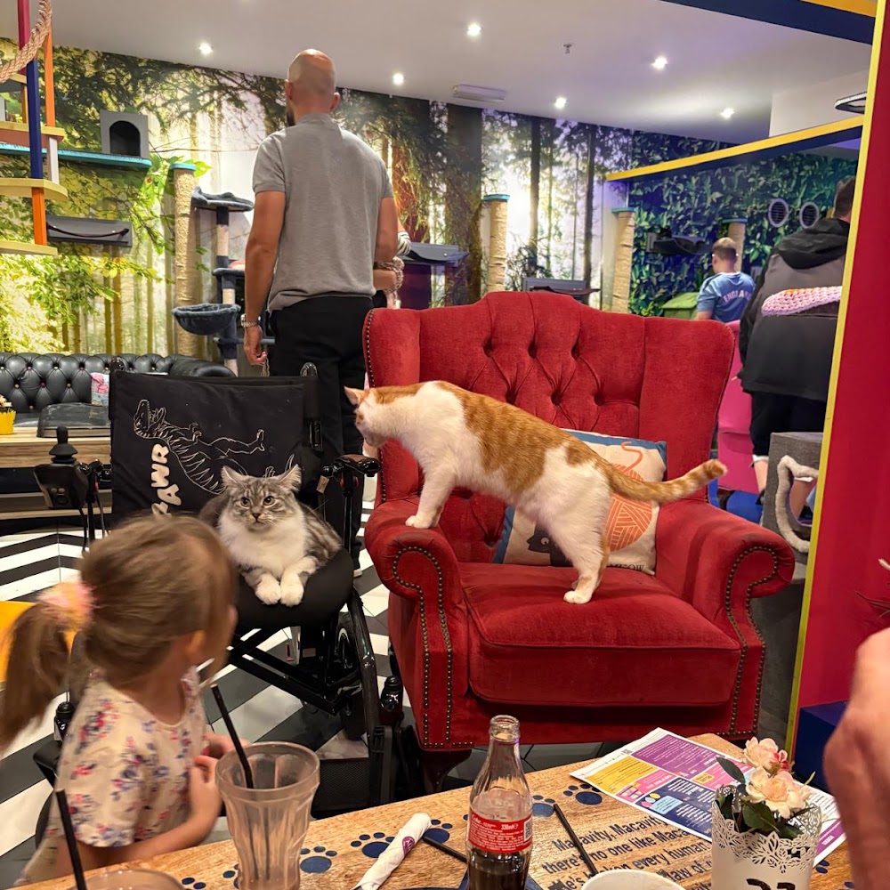 Kitty Café Birmingham