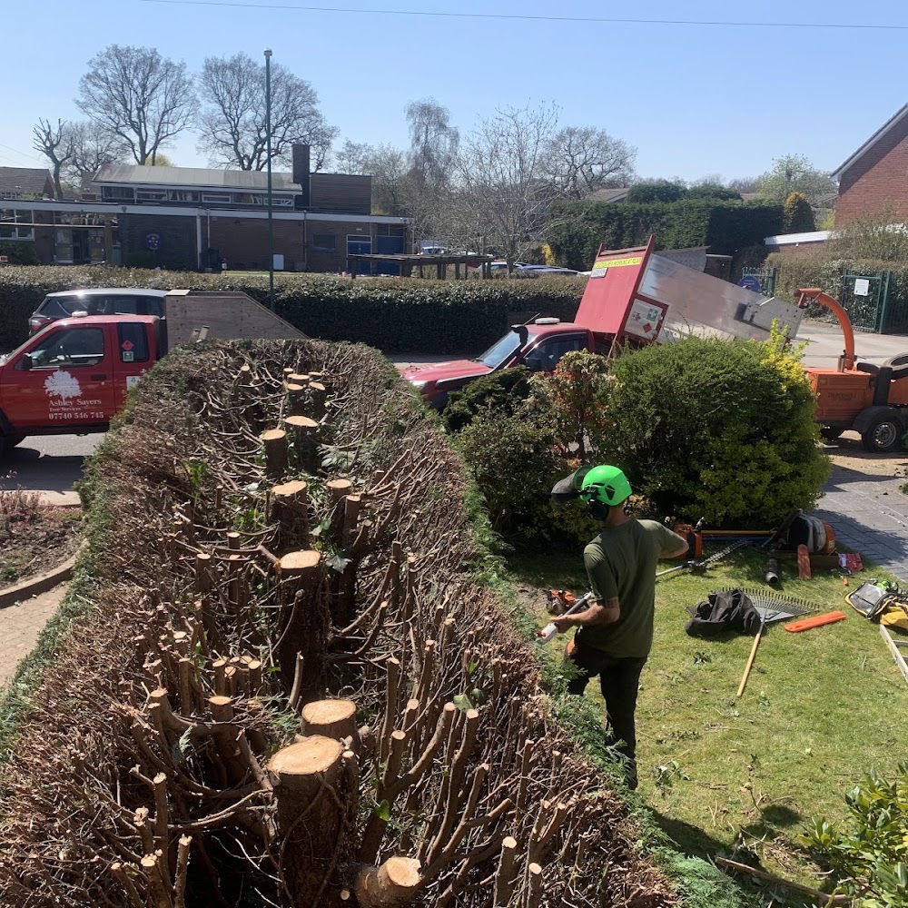 Ashley Sayers Tree Services Ltd