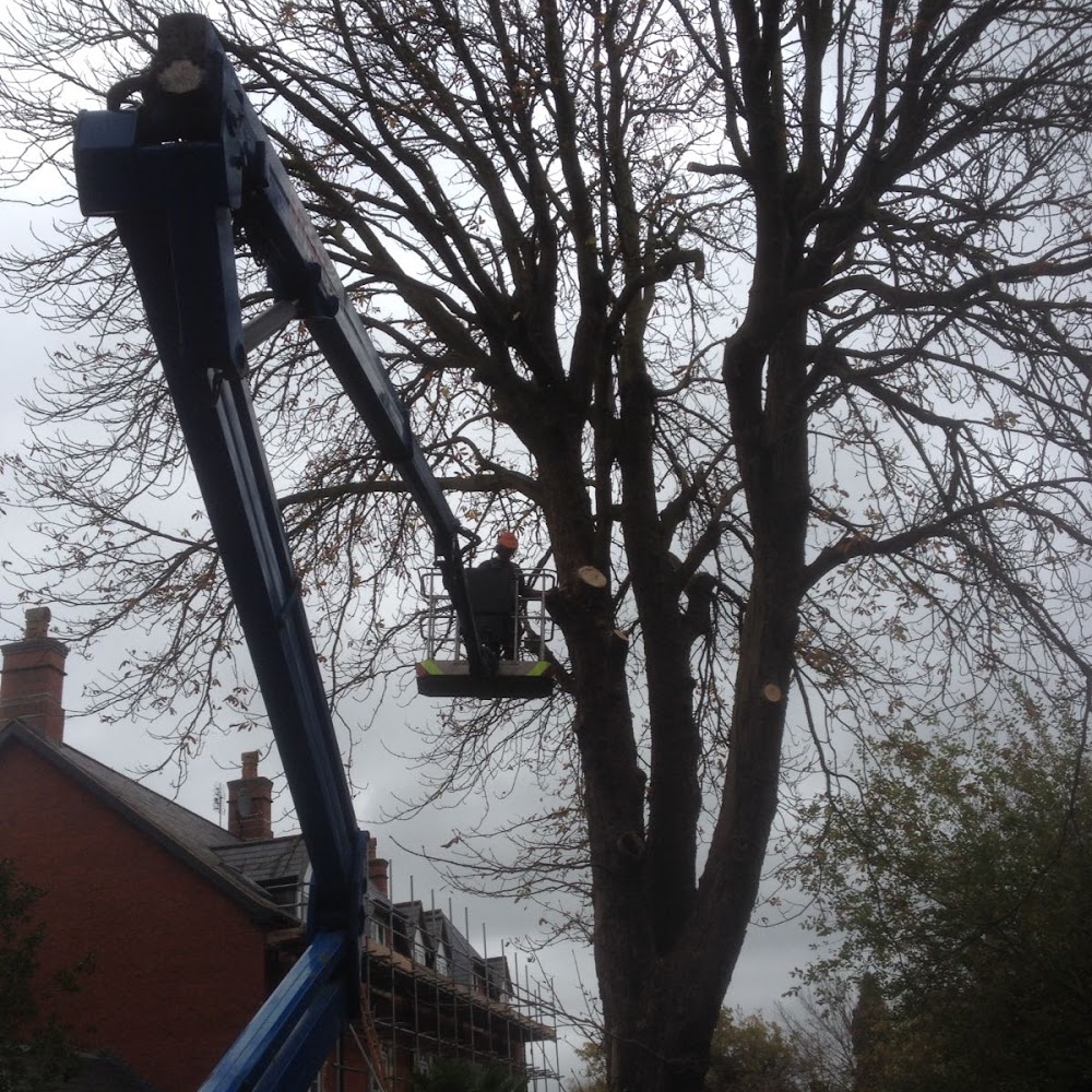 Solihull Tree Care
