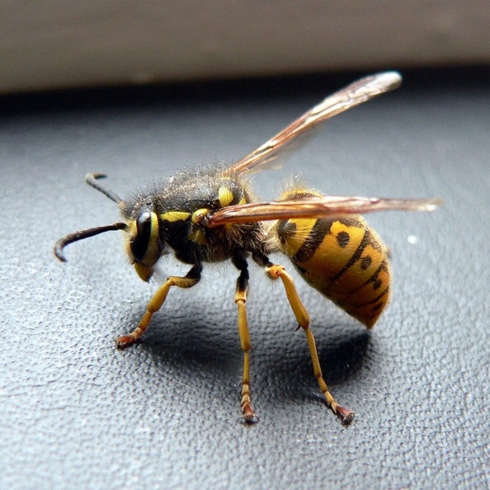 BMS Pest Control