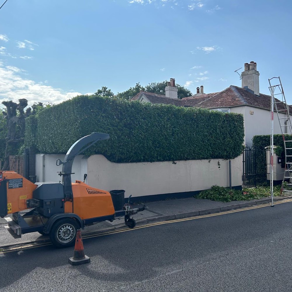 Viking Tree Care Dorset