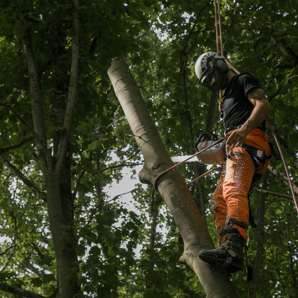 Maplewood Tree Surgery