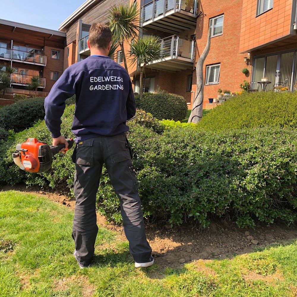 Edelweiss Gardening