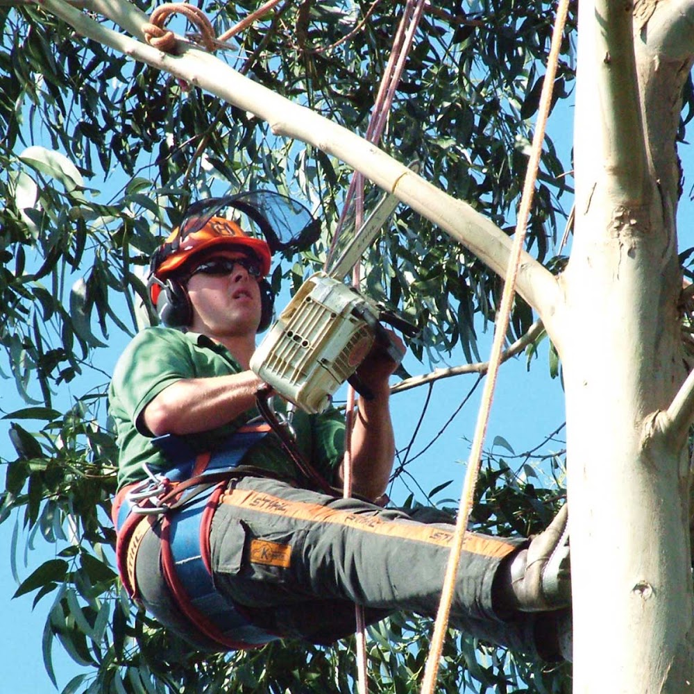 Sussex Tree Surgeons