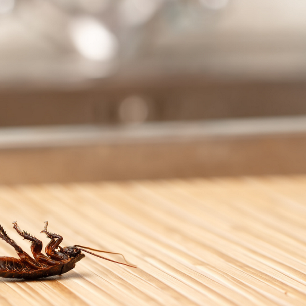 Pest Control Service Pros