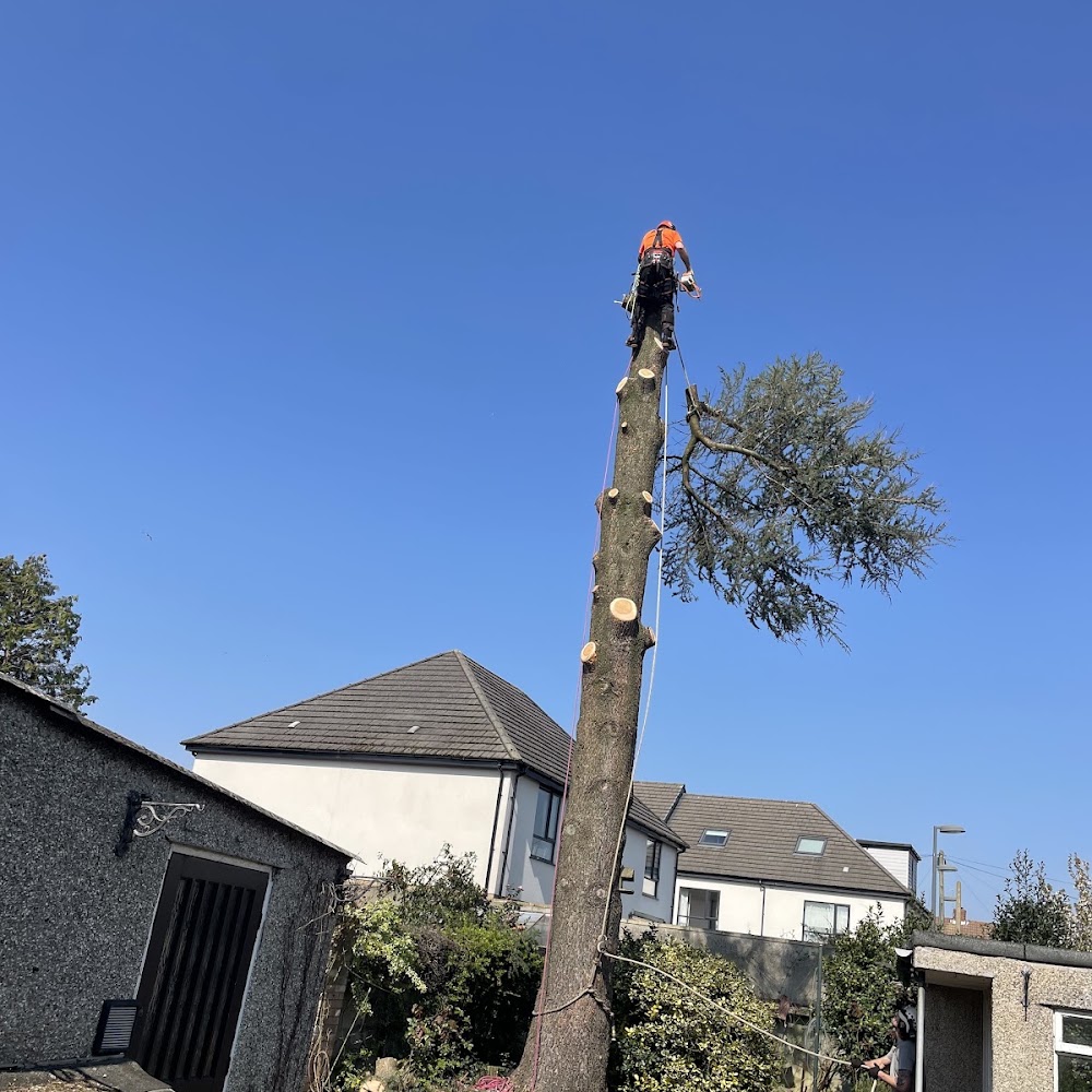 Collins Tree Services
