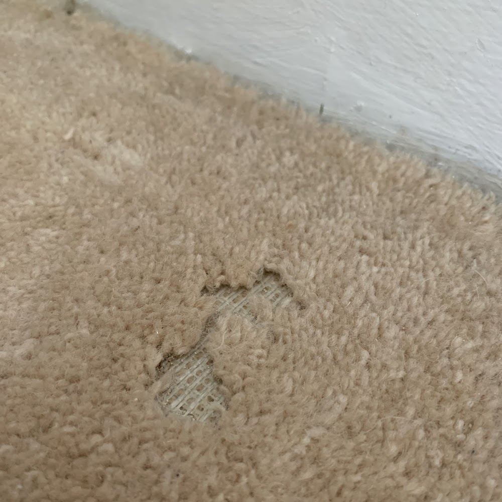 Pest BS3
