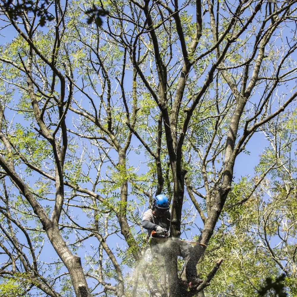 Bristol Tree Care