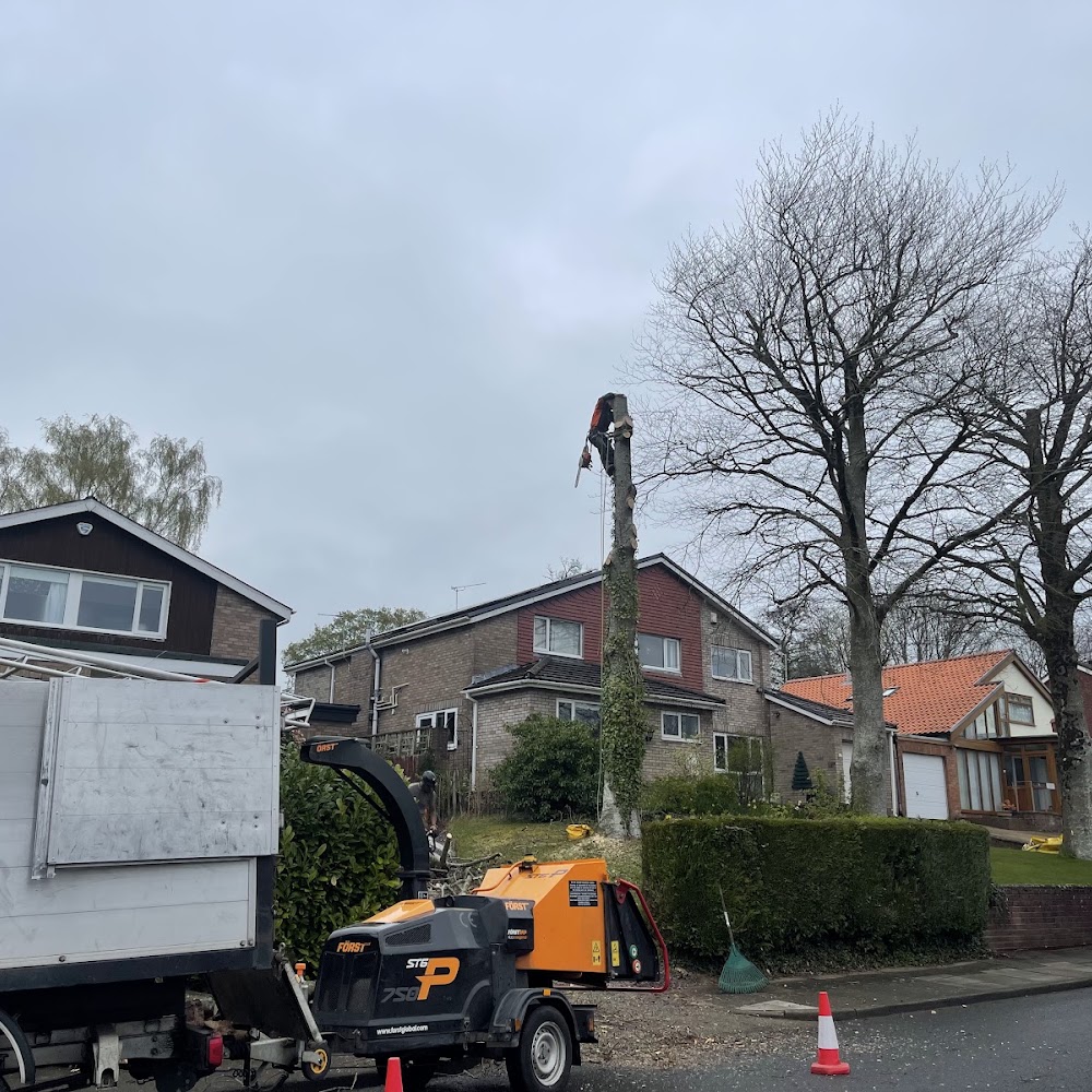 Cardiff Tree Surgery