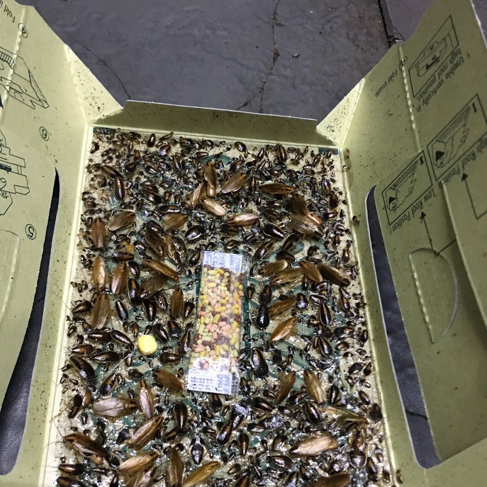Pestforce Pest Control Cardiff