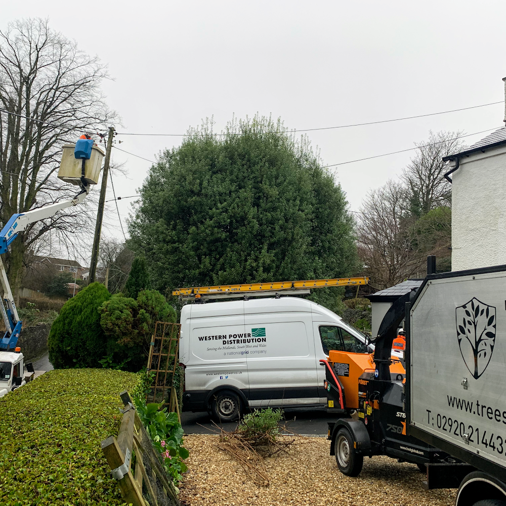 Tree Squadron - Cardiff Tree Surgeon
