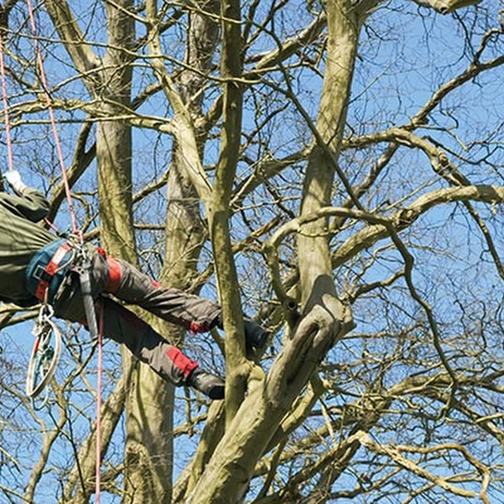 Cardiff Tree Services