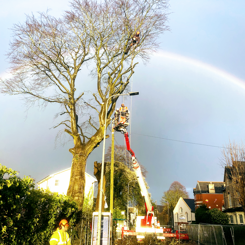 Acorn Tree Services