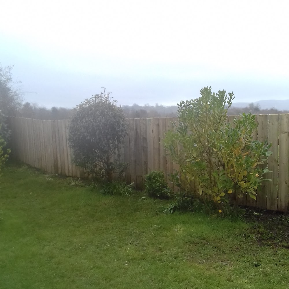 SG Tree services