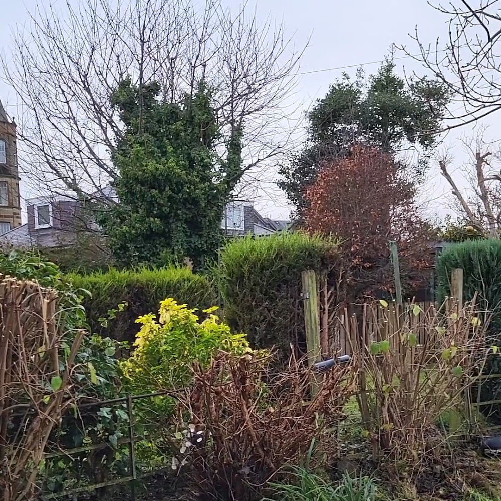 Alba Tree Surgeons