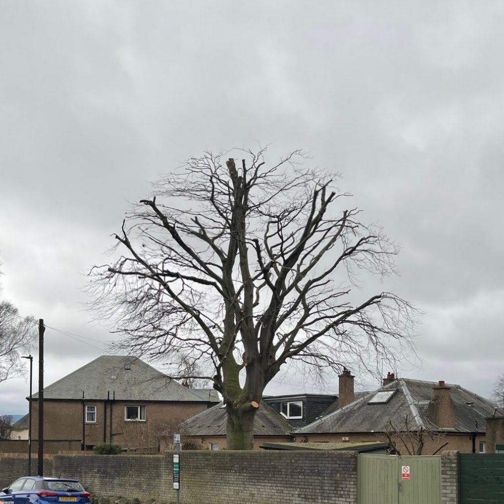 24hrTrees