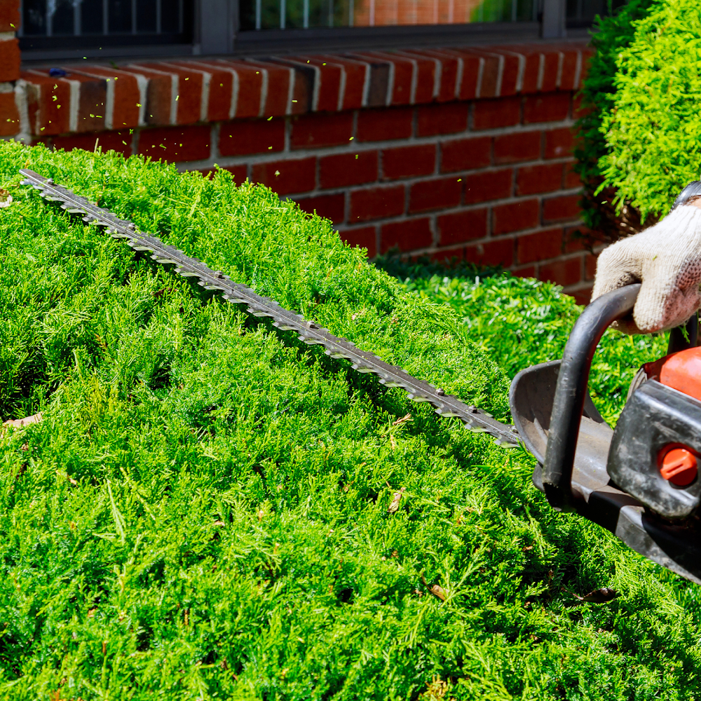 CG Arb Tree and Groundcare