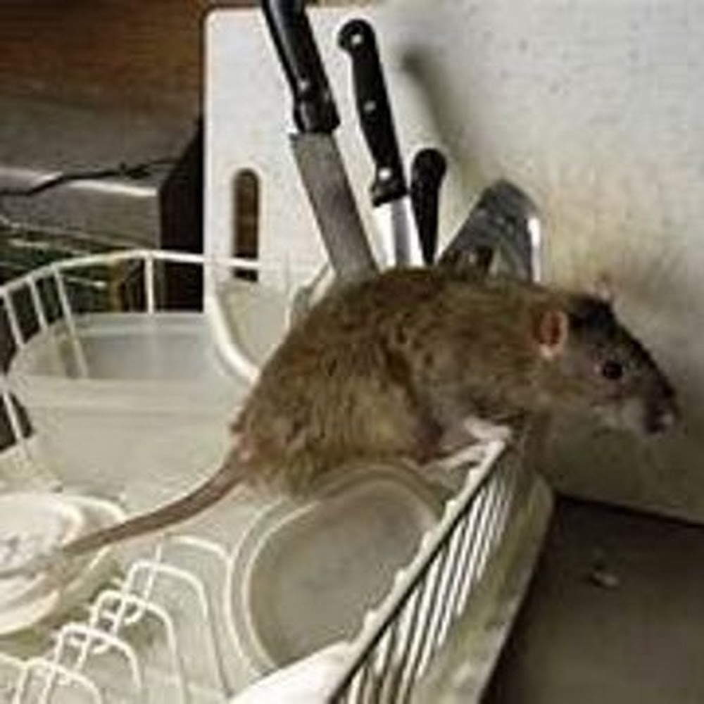 Pro Pest Prevention