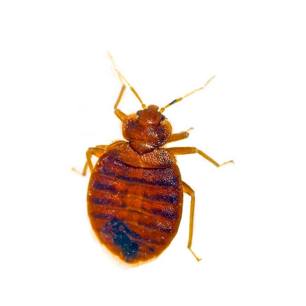 Pests Control Edinburgh