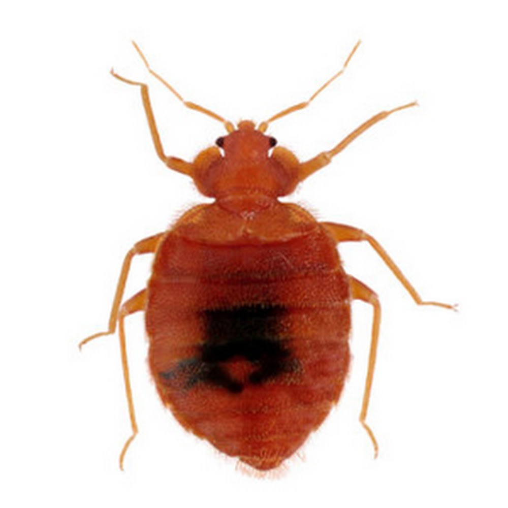 Edinburgh Pest Control Co