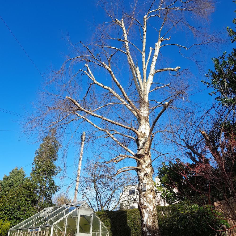 Red Squirrel Tree Care