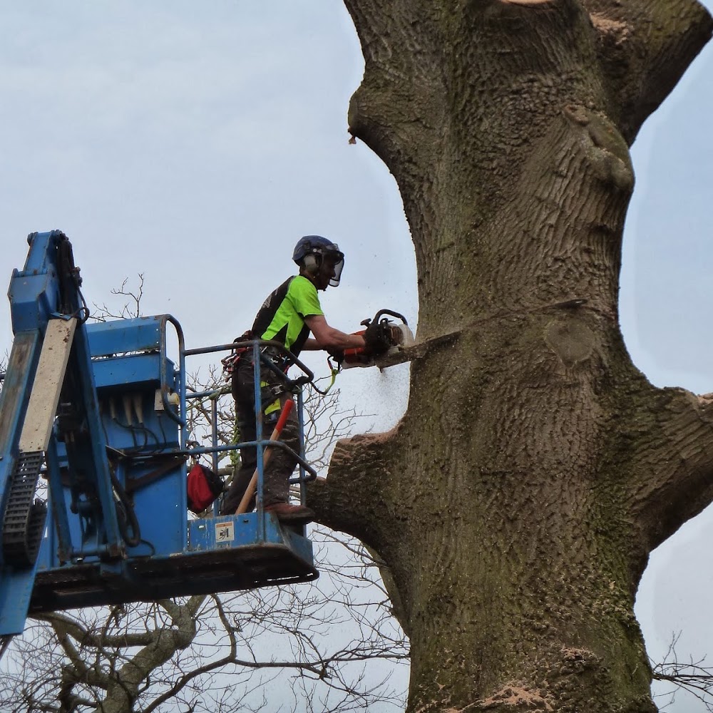 Dartmoor Tree Surgeons Ltd