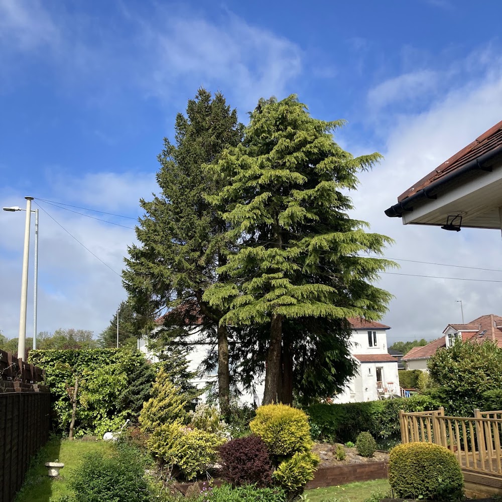 TRS Tree Removal Specialists