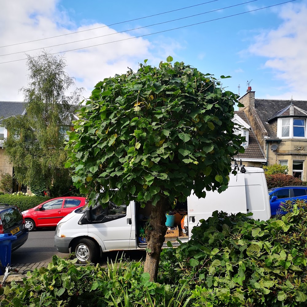 Three Leaf Trees