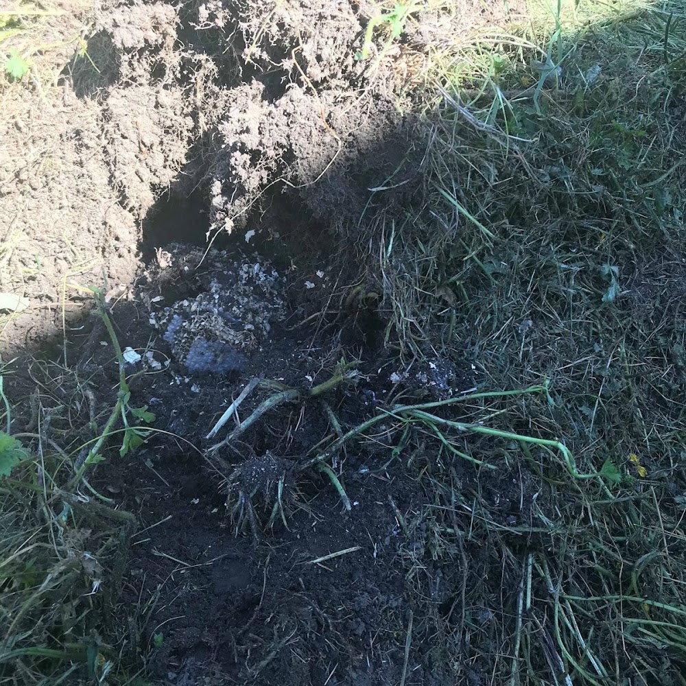 Complete Pest Elimination