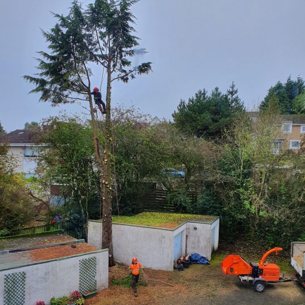 Aspen Tree Surgeons Glasgow