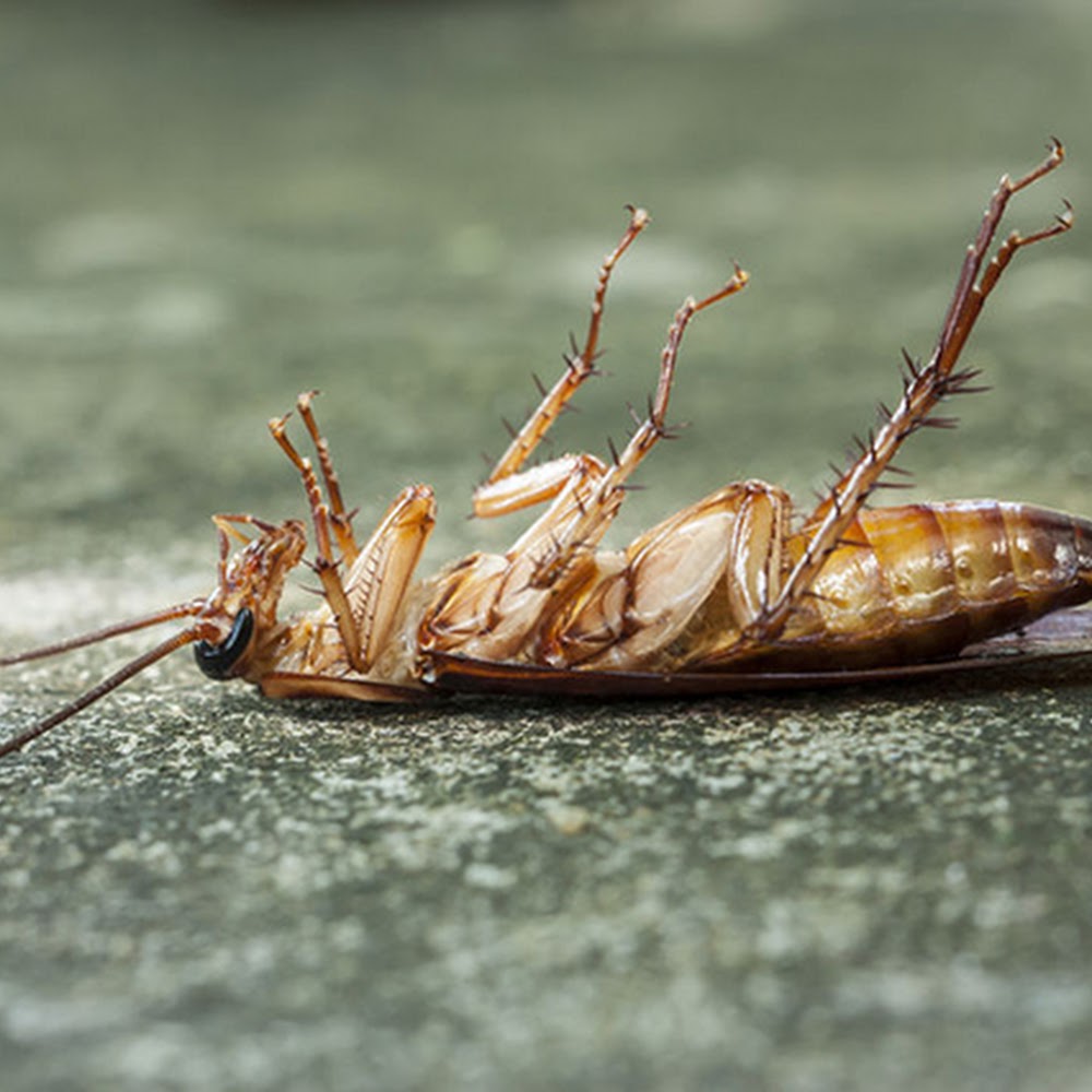 Forward Pests