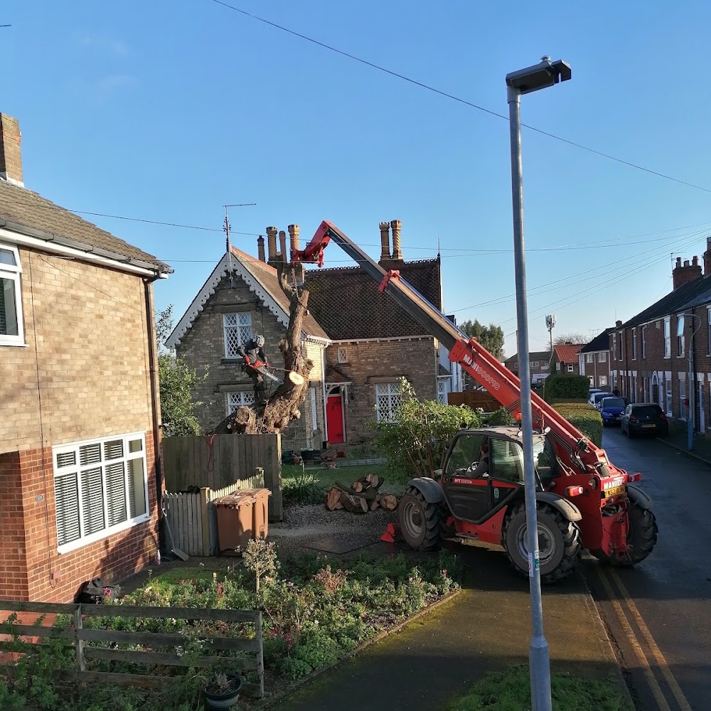 ABF Tree surgeons Hull and Yorkshire