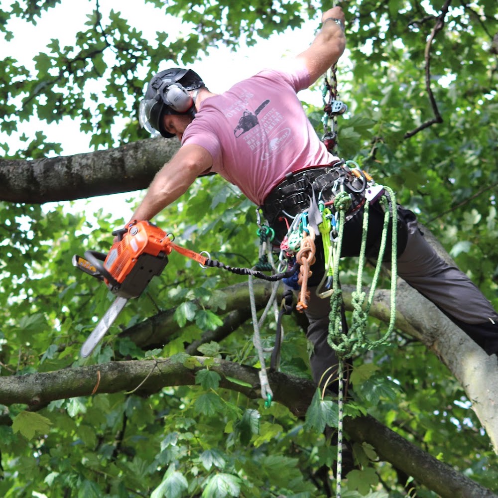 Huw Forestry Hull Tree Care and Woodland Management