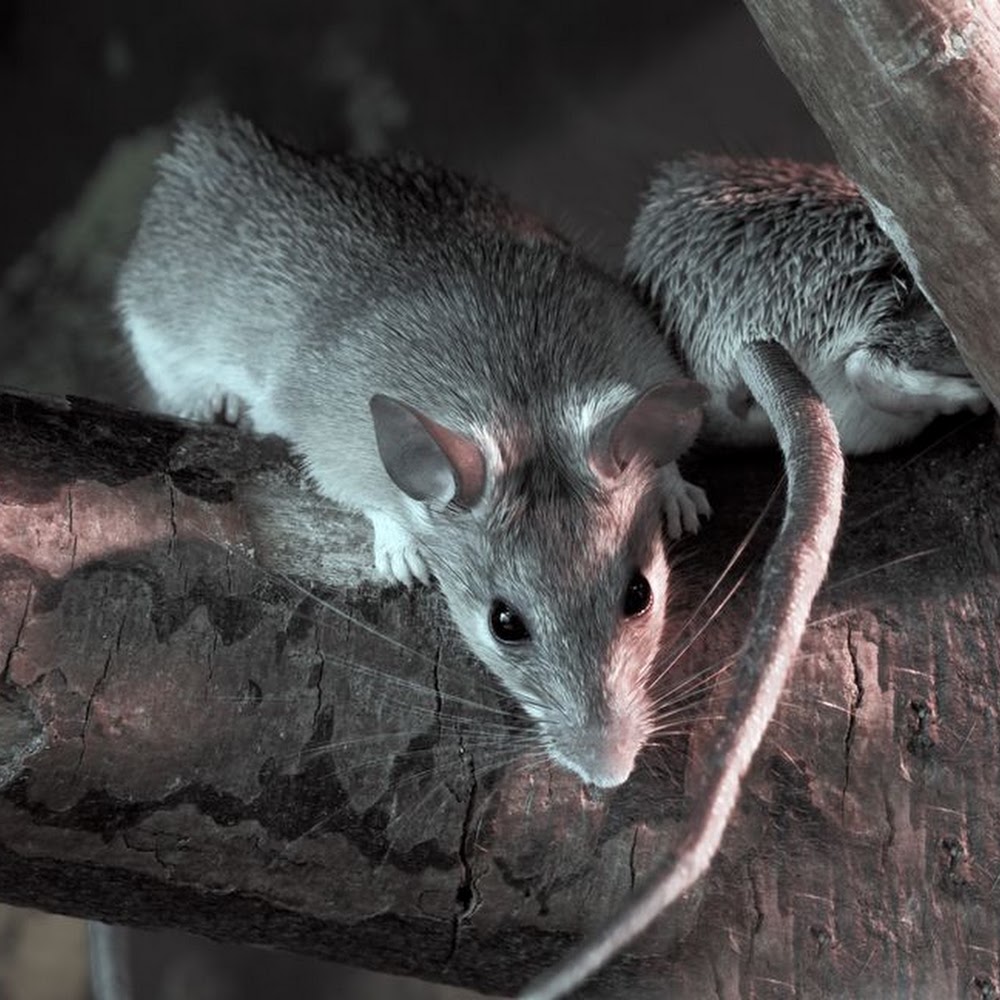 APF Pest Control