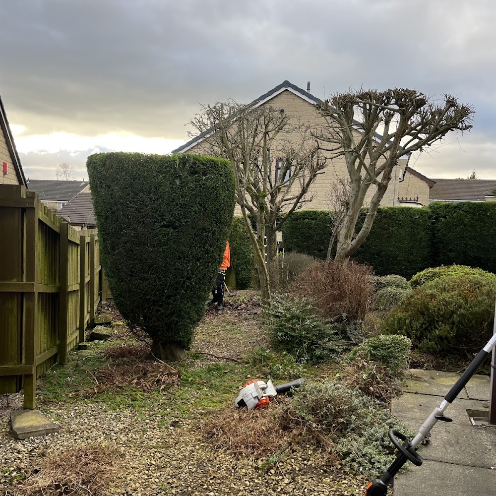 Woodlands tree service
