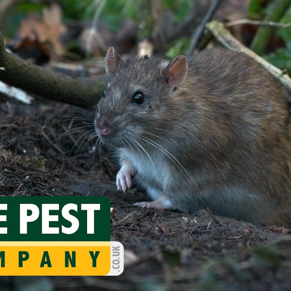 The Pest Company - Leeds