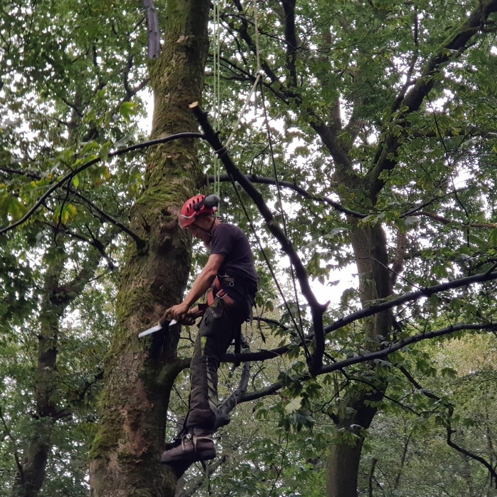 Tree Doctors