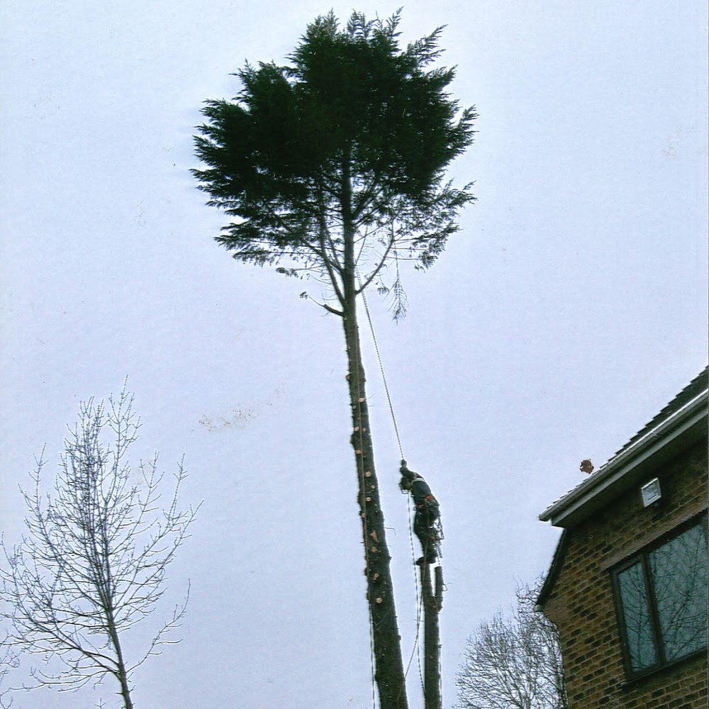 cjb tree surgery and landscaping
