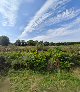 Acorn tree and landscapes
