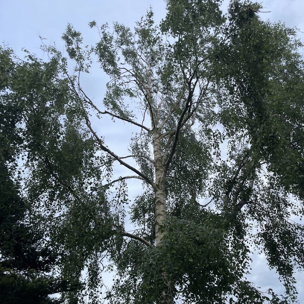 A Cut Above Tree Care