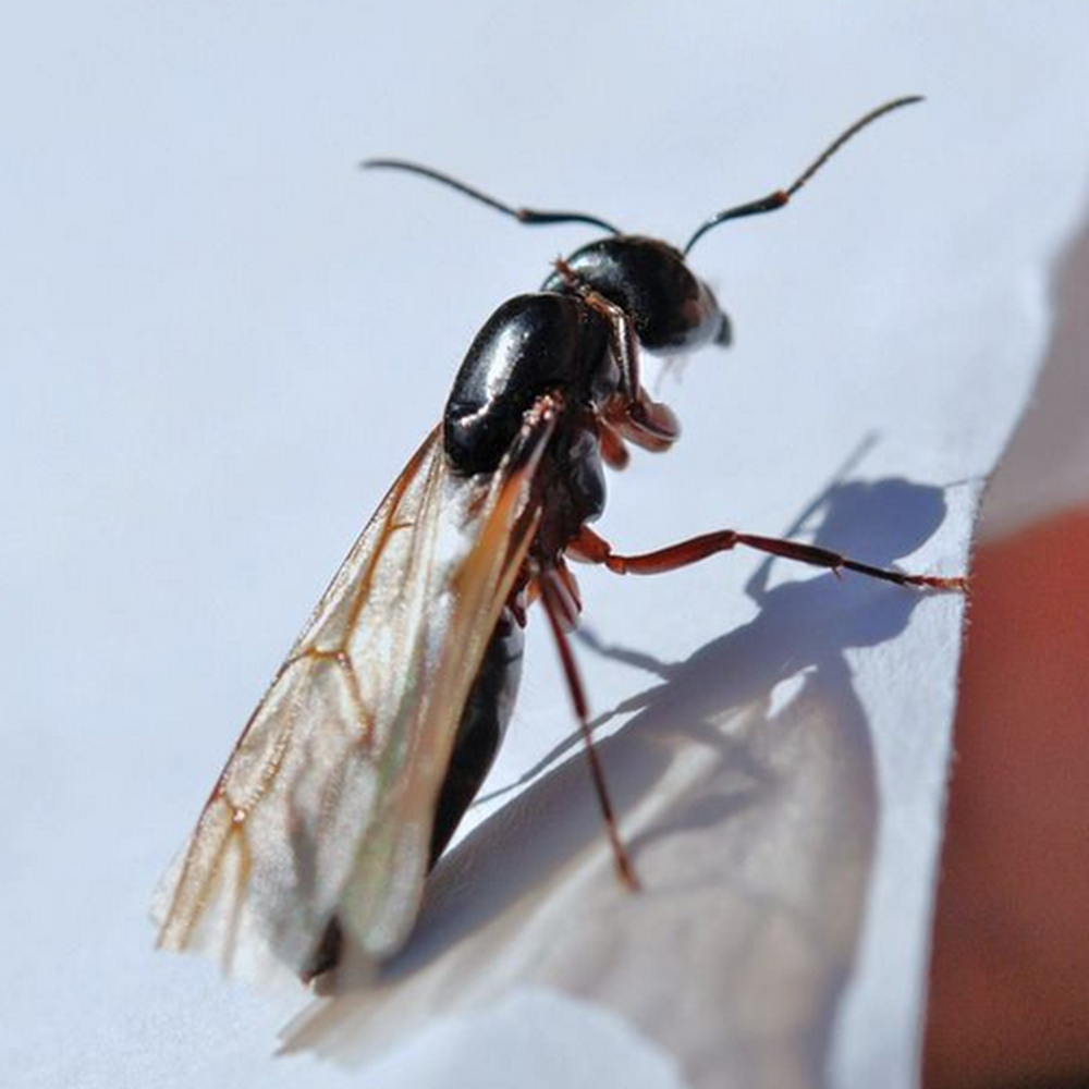 Pest Professionals Leicester