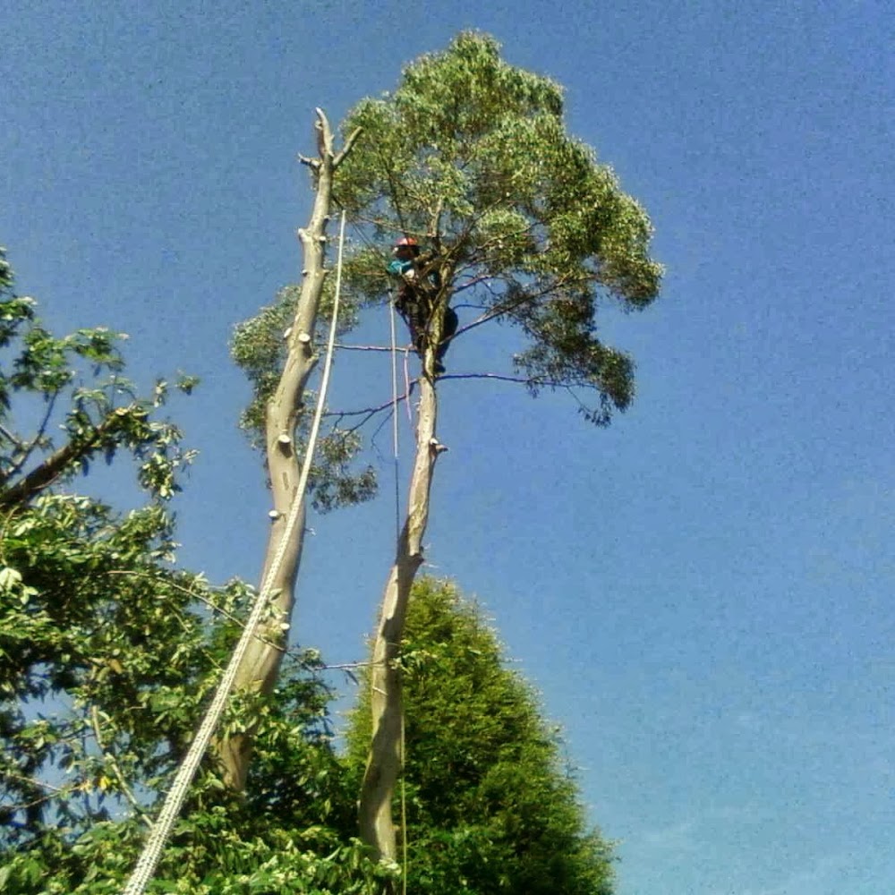 Paul White Tree Surgery
