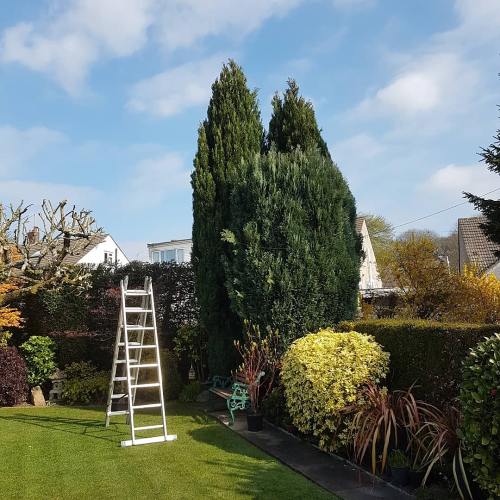 Liverpool Tree Surgeons