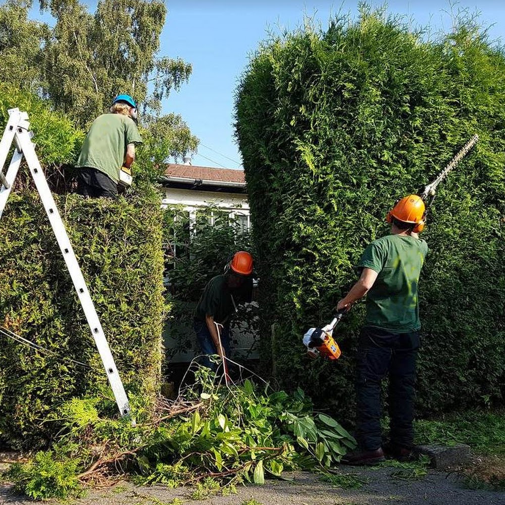 Tree Surgeons Liverpool