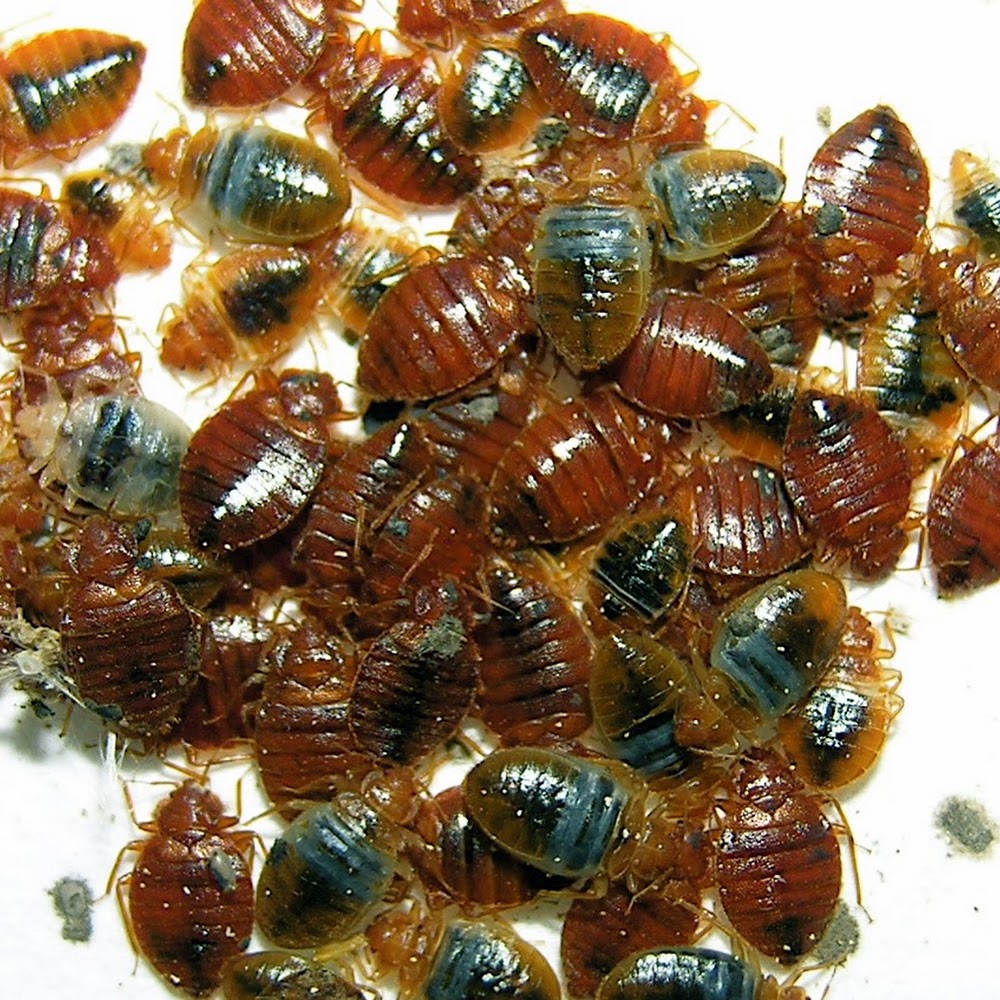 Huntsman Pest Control